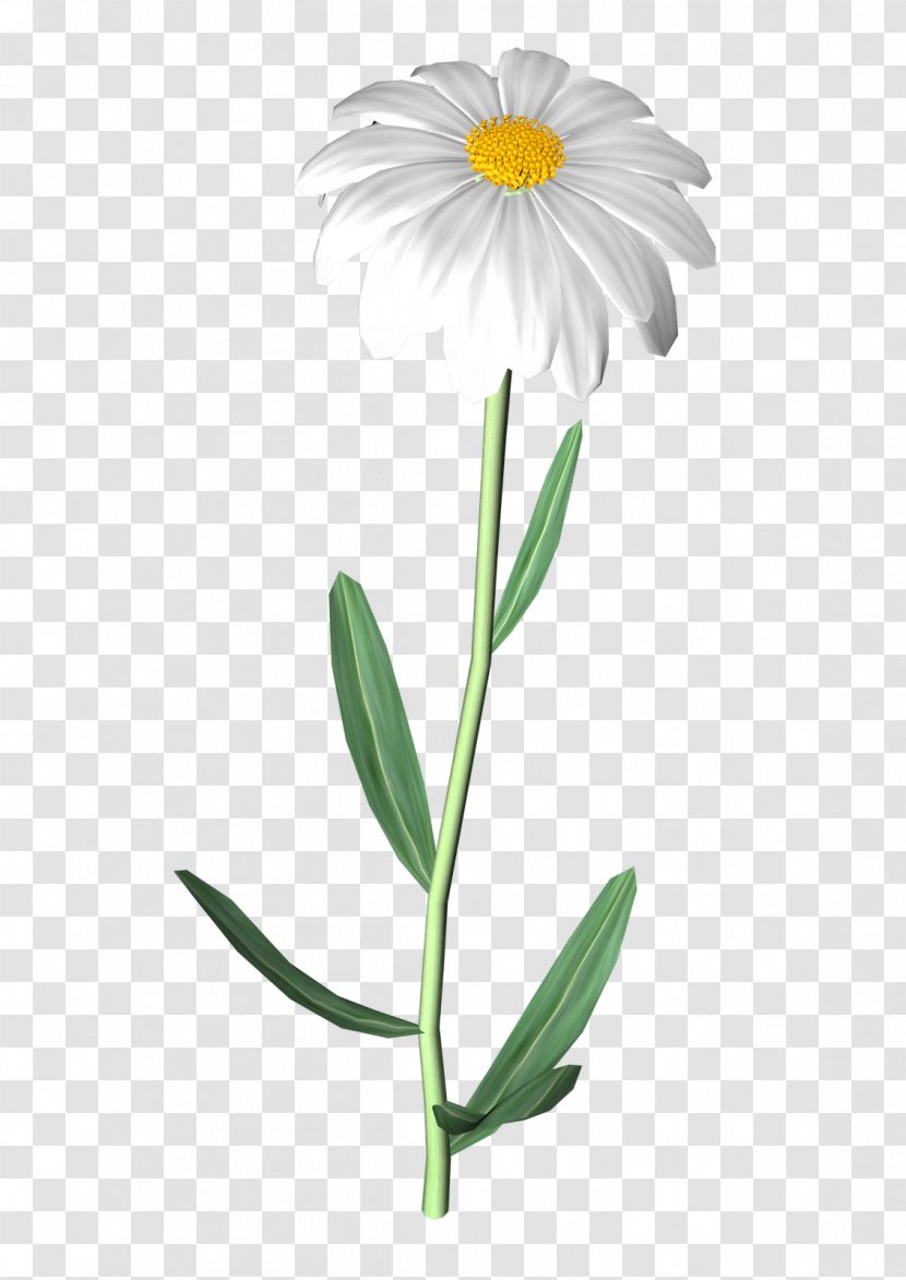 Cut Flowers Oxeye Daisy Family Common - Flowering Plant - Daisys Transparent PNG