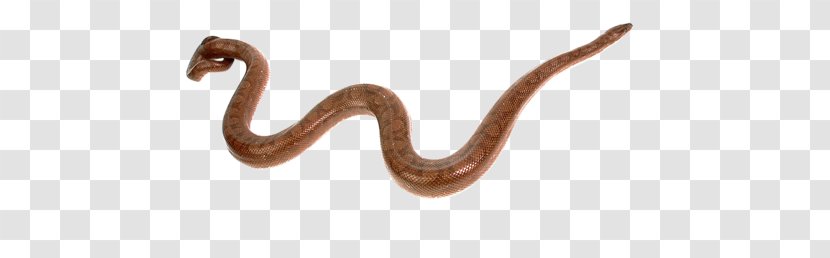 Snake Reptile Green Anaconda Cobra - Animal Figure Transparent PNG