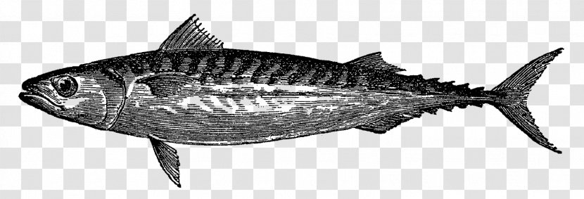 Fish Atlantic Mackerel Drawing - Thunnus - Label Transparent PNG