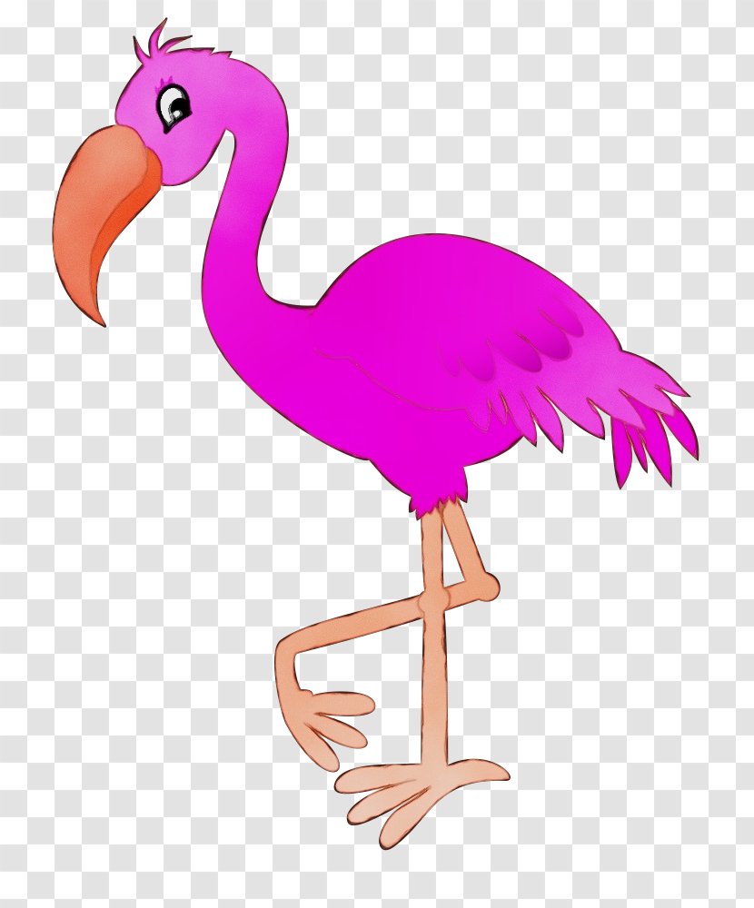 Flamingo - Ratite - Ostrich Transparent PNG