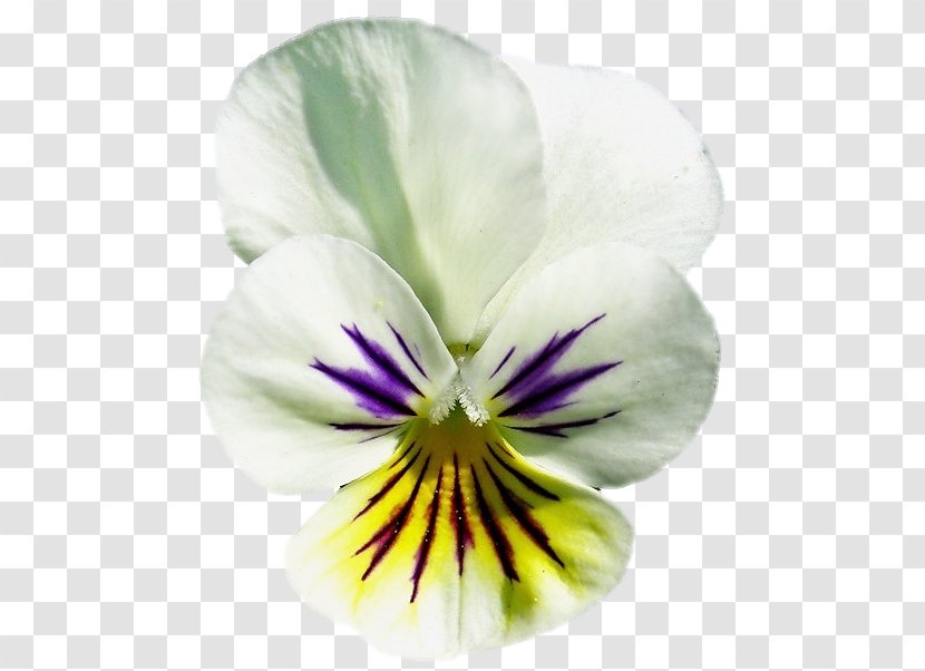 Pansy Close-up - Flowering Plant - Viola Transparent PNG