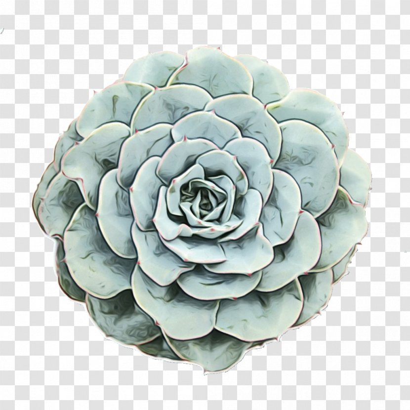 Flowerpot Turquoise - Agave - Stonecrop Family Transparent PNG