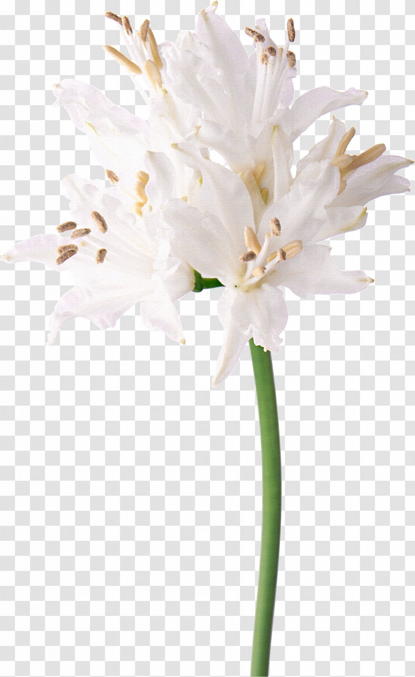 Floral Design White Flower Nerine Photography - Cut Flowers - Image Bouquet Of Transparent PNG