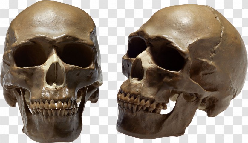Human Skull Body - Homo Sapiens Transparent PNG