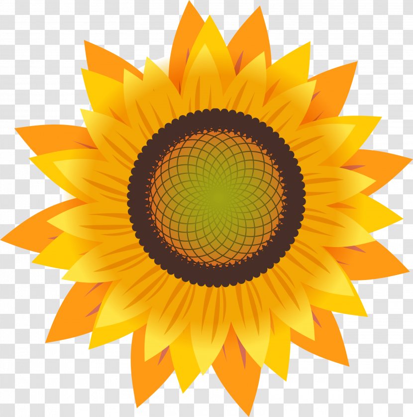 Common Sunflower Drawing Seed - Orange - Golden Transparent PNG