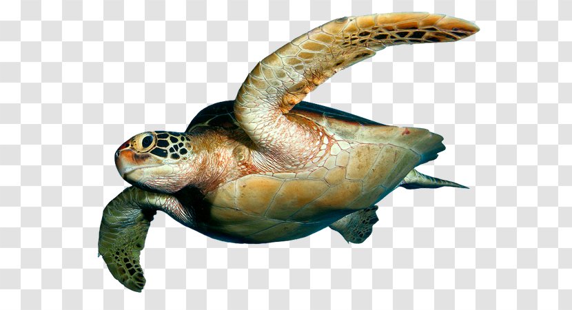 Loggerhead Sea Turtle Desktop Wallpaper Reptile - Terrestrial Animal Transparent PNG
