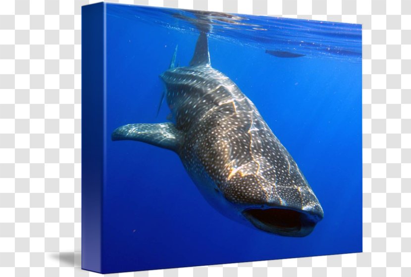 Imagekind Art Requiem Sharks Cetacea Photography - Fish - Whale Shark Transparent PNG