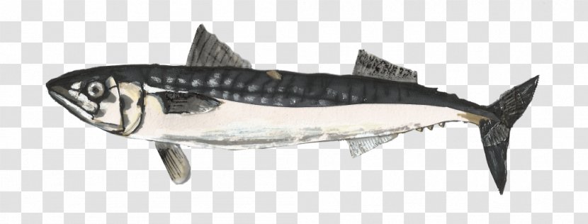 Cartoon Shark - Pacific Sturgeon - Bonyfish Lake Transparent PNG