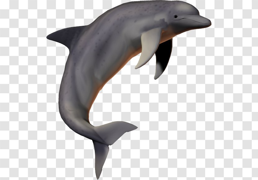 Dolphin Download Clip Art - Fauna Transparent PNG