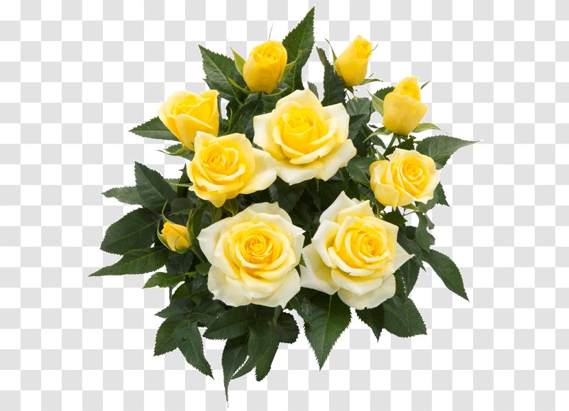Garden Roses Cut Flowers Floribunda - Yellow - Rose Transparent PNG