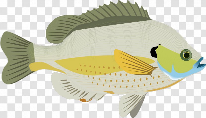 Prattville, Oklahoma Carassius Auratus Bluegill Fish - Vector Decorative Green Ocean Transparent PNG