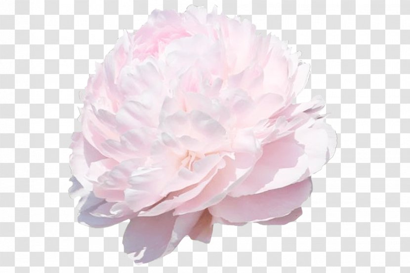 Peony Cut Flowers Petal Plant Stem - Wholesale Transparent PNG