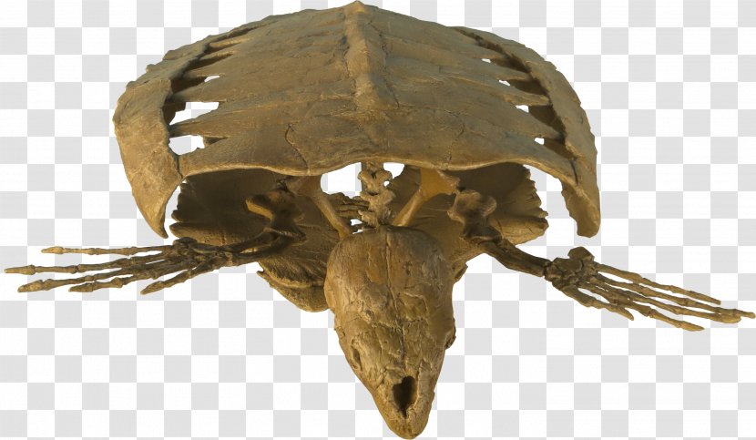 Reptile Jaw - Organism Transparent PNG