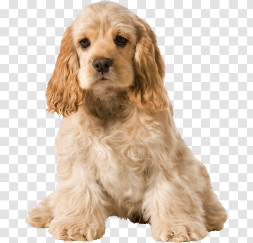 English Cocker Spaniel American Puppy Transparent PNG