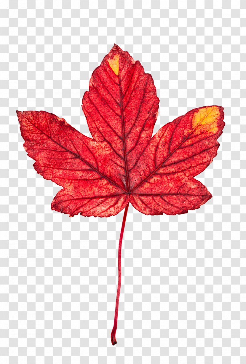 Red Maple Leaves - Plant - Object Transparent PNG