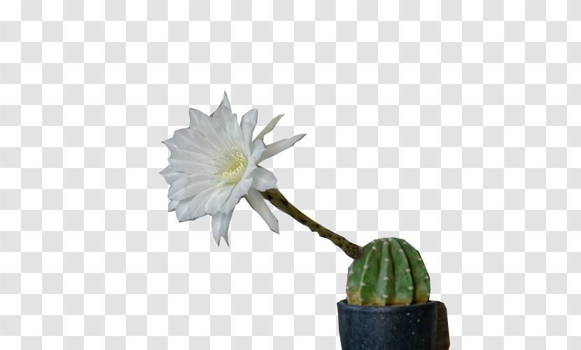 Cactaceae Clip Art - Cactus - Bloom Transparent PNG