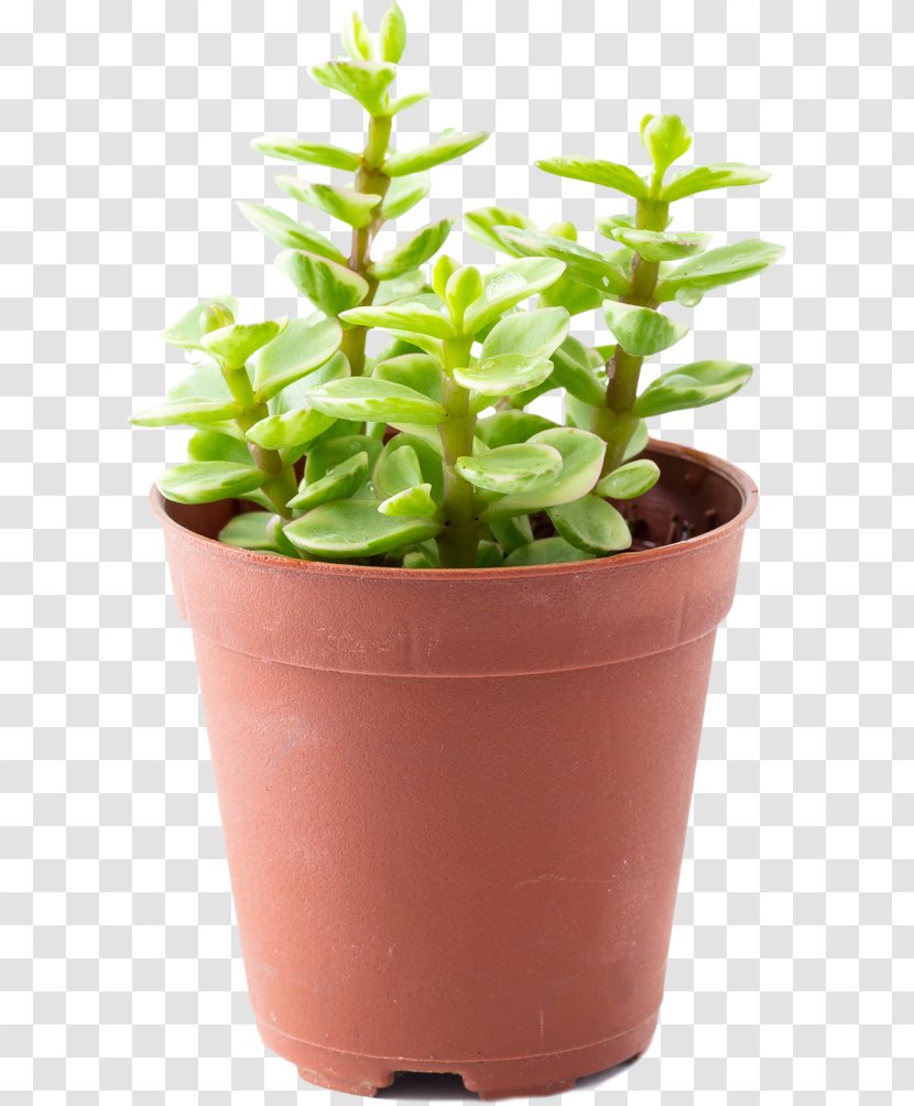 Portulacaria Afra Flowerpot Plastic Succulent Plant Houseplant - Pot Transparent PNG