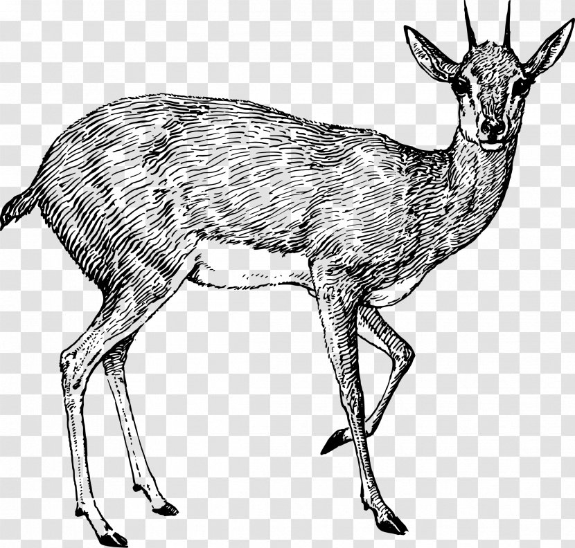 Antelope Deer Oryx Drawing Pronghorn - Black And White Transparent PNG