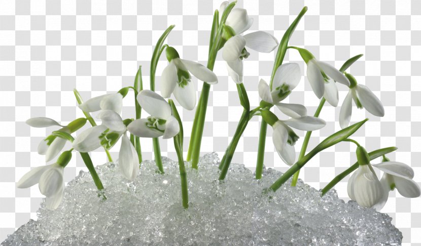 Flower Snowdrop Clip Art - Bouquet - Crocus Transparent PNG