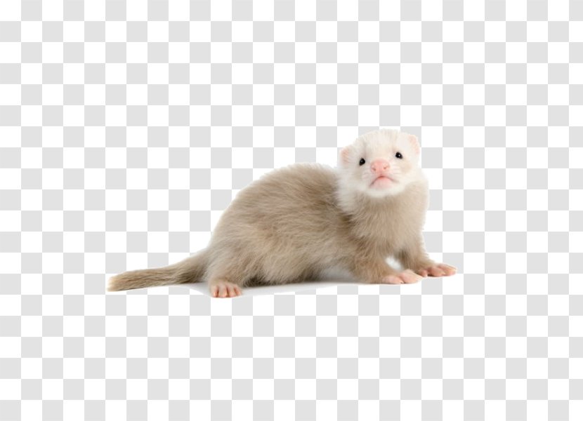 Ferret Mink Champagne Pet Shop Rodent - Mustelidae Transparent PNG