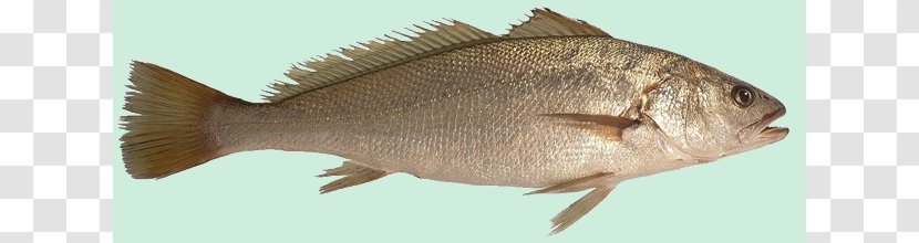 Tilapia Fish Products Cod Drums - Seafood Transparent PNG