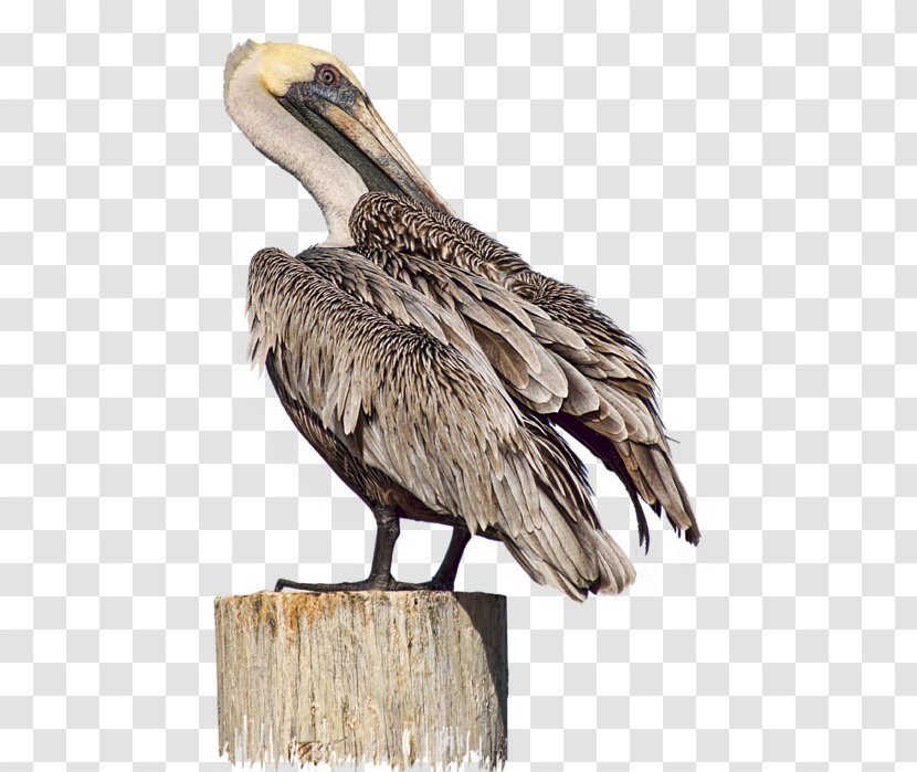 Bird Cartoon - Pelican - Cranelike Pelecaniformes Transparent PNG