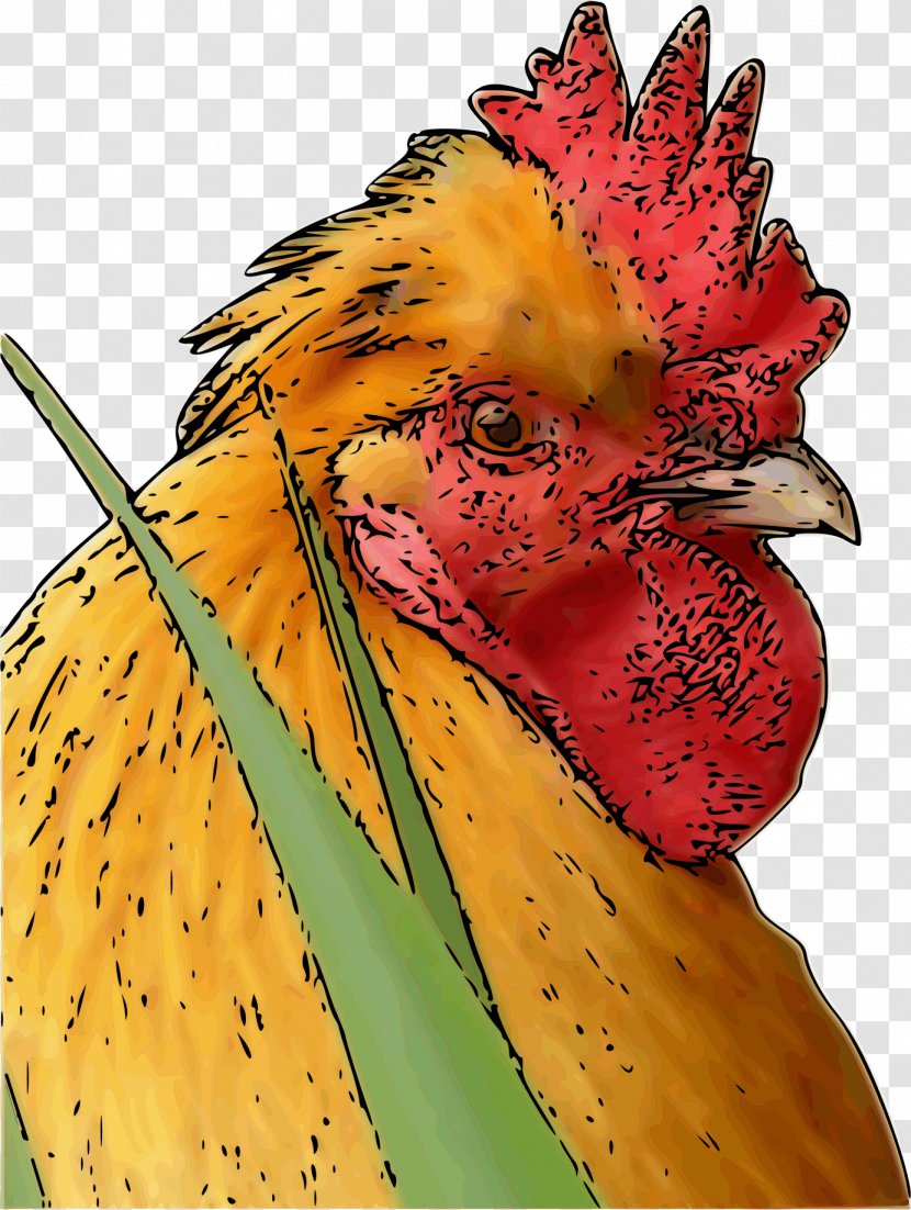 Rooster Chicken Poultry Farming Bird Phasianidae Transparent PNG