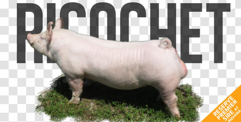 Domestic Pig .de Musical Instruments Wind Instrument Drum - Ricochet Transparent PNG