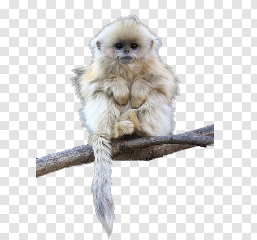 Tonkin Snub-nosed Monkey Primate Black Dog - Macaque - Free Buckle Material Picture Transparent PNG