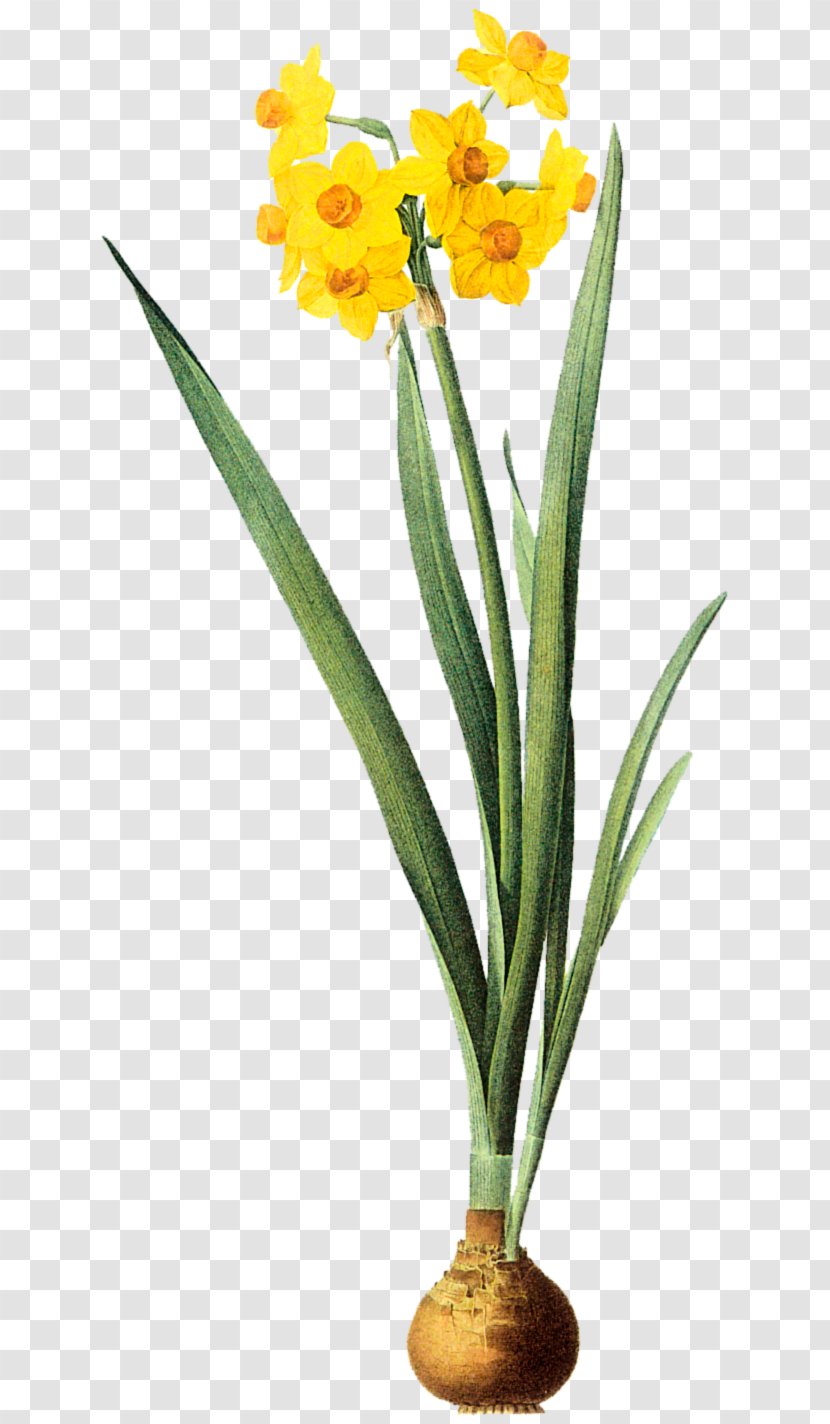 Gottorfer Codex Daffodil Narcissus - Herbaceous Plant Transparent PNG