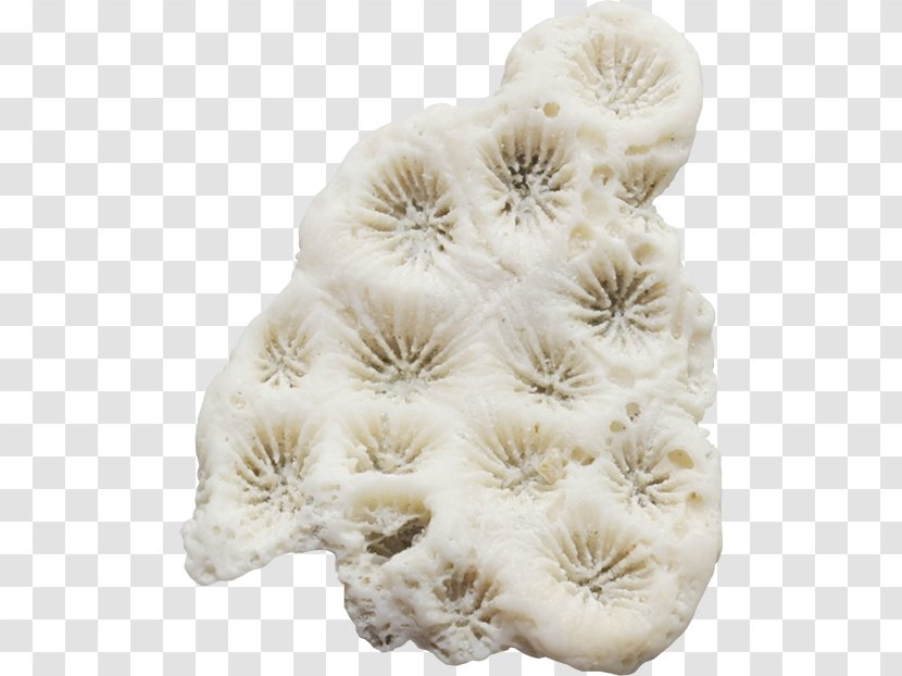Coral Seaweed Clip Art - Molluscs - Shell Transparent PNG