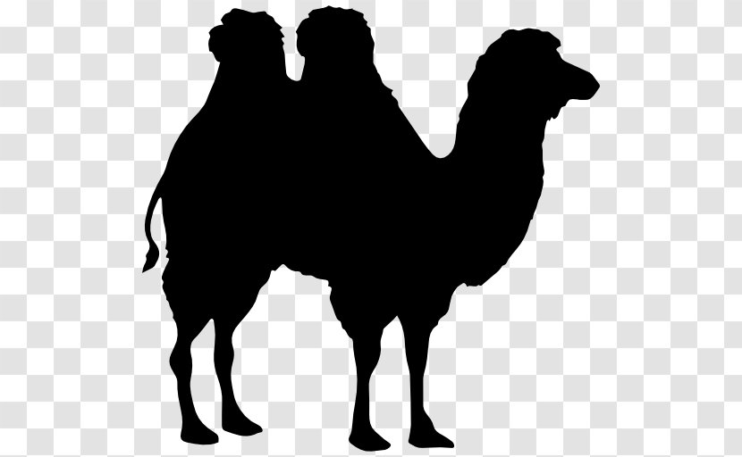 Dromedary Bactrian Camel Horse Clip Art Transparent PNG