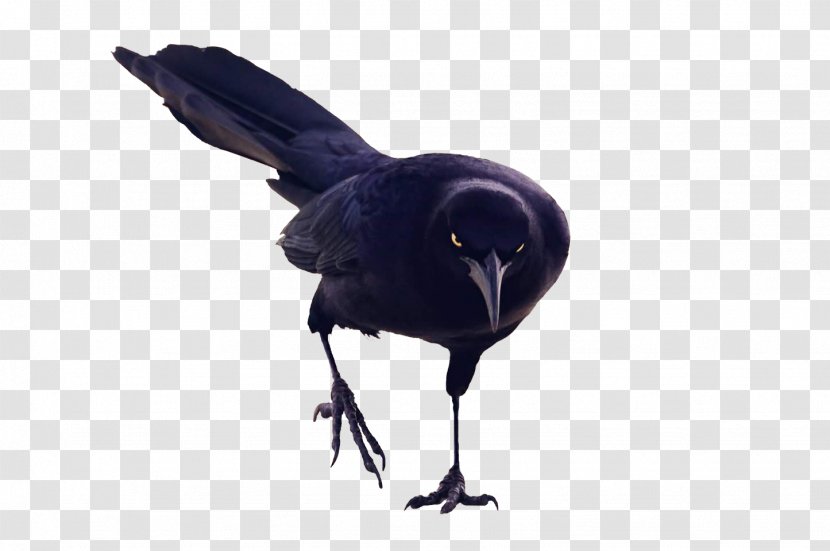 American Crow Rook New Caledonian Bird Raven - Magpie - Crypt Keeper Transparent PNG