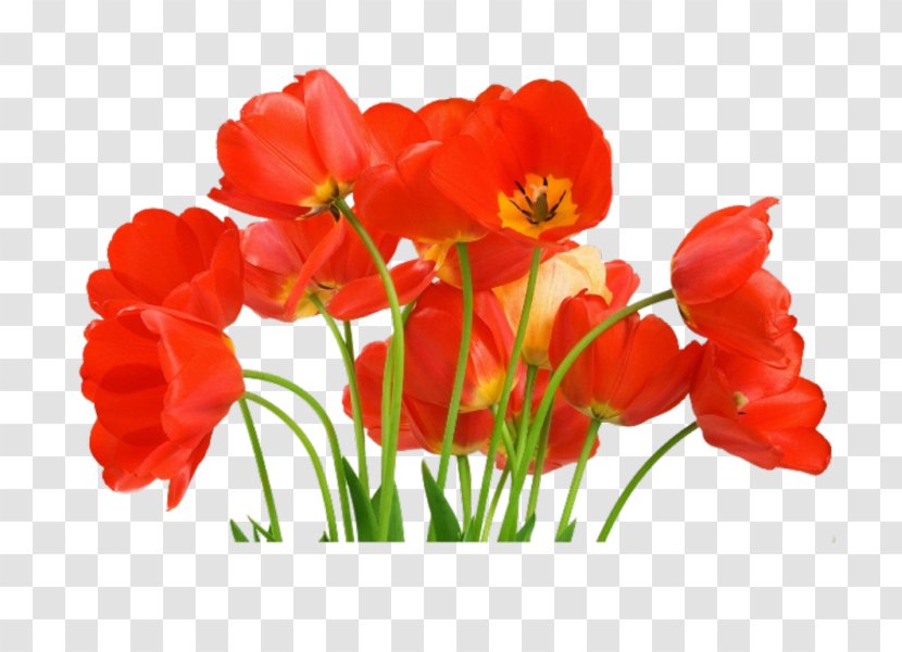 Tulip Watercolor: Flowers Image Painting - Watercolor Transparent PNG