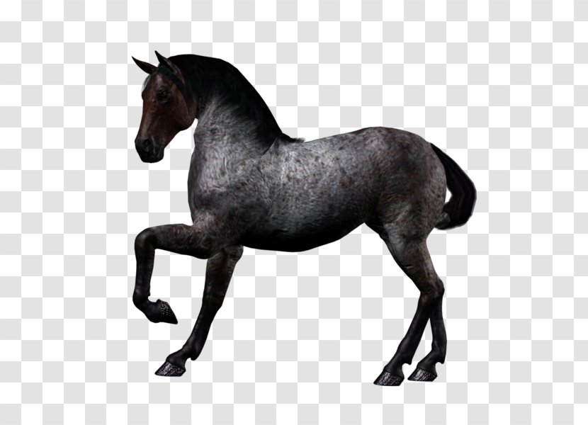 Mustang American Quarter Horse Stallion Clip Art - Pony Transparent PNG