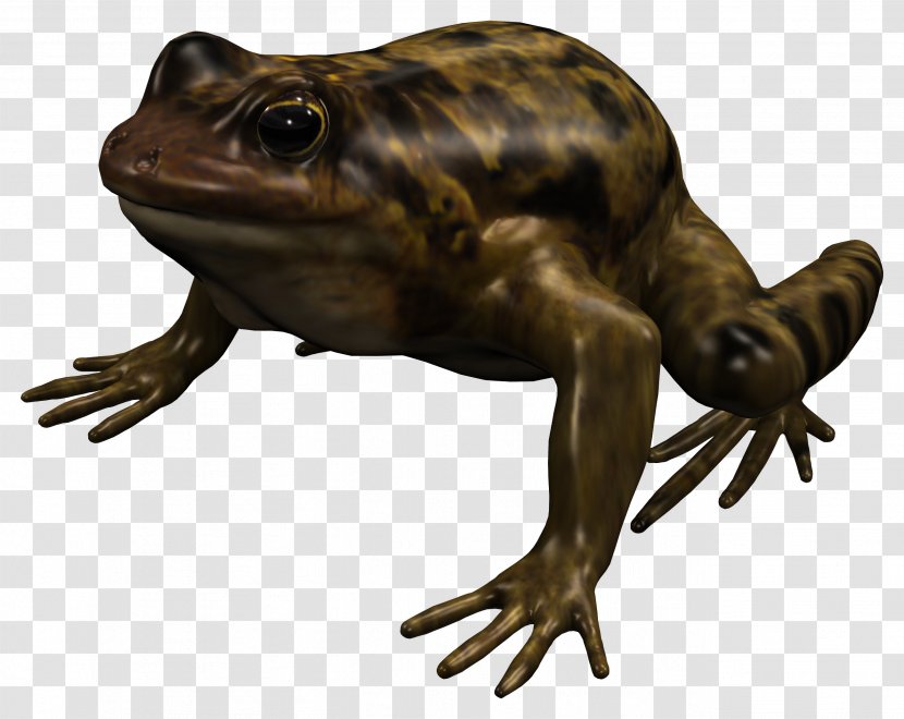 American Bullfrog True Frog Toad Reptile Terrestrial Animal - Ranidae - Organism Transparent PNG