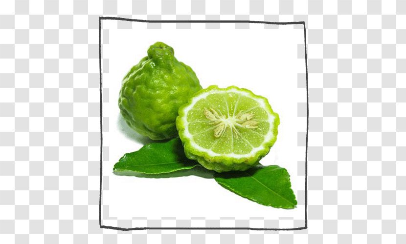 Bergamot Orange Earl Grey Tea Essential Oil Stock Photography Royalty-free - Natural Foods - Citrus Transparent PNG