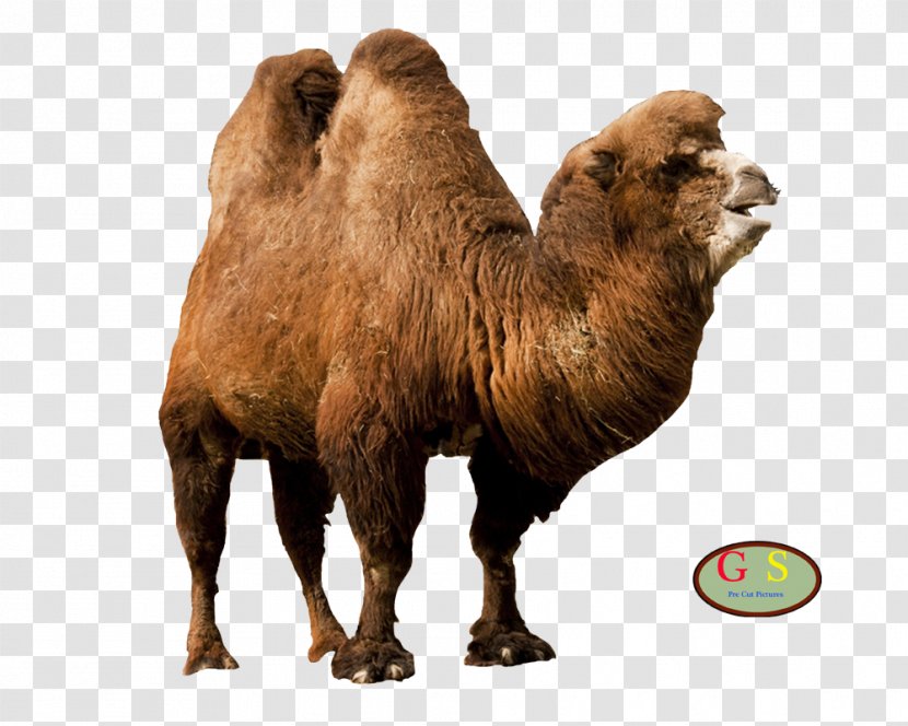 Dromedary Bactrian Camel Terrestrial Animal Konijnenhok - Arabian Transparent PNG