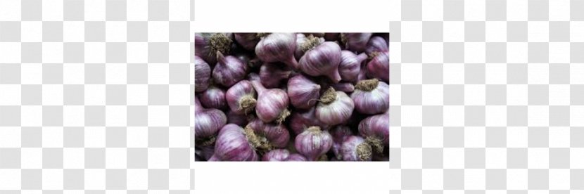 Tasmania Cut Flowers Petal Garlic - Lilac - Italian Man Transparent PNG
