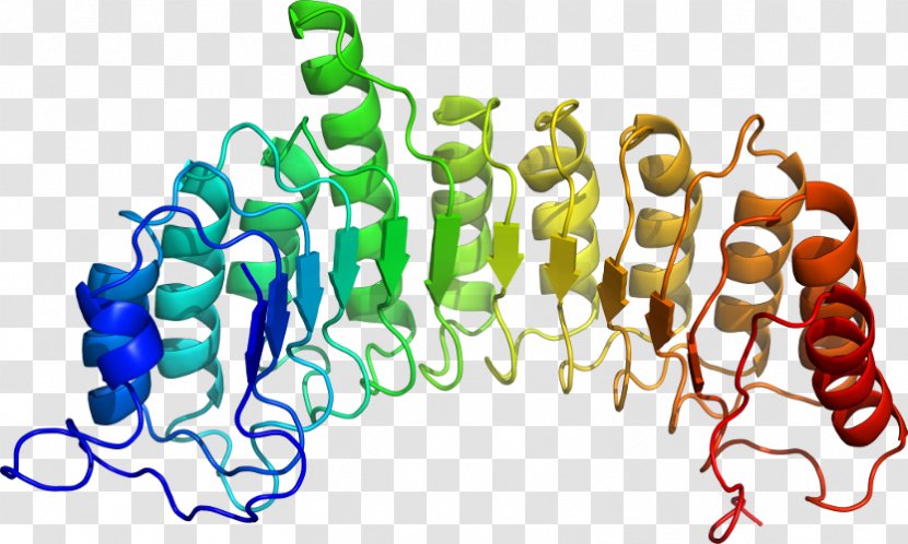 TCF7L2 TCF4 Gene Protein Human - Heart - Silhouette Transparent PNG