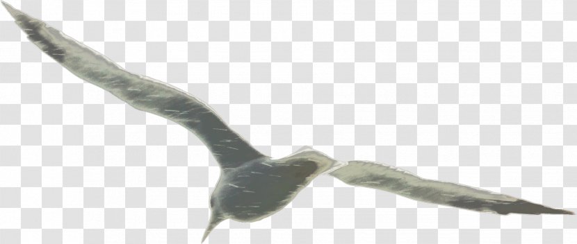 Beak Water Bird Feather Fauna - Tail - Alchemy Map Transparent PNG