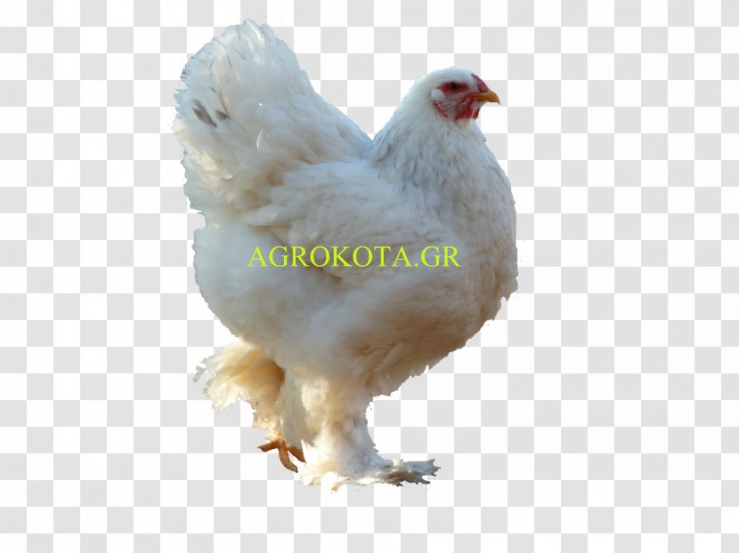 Rooster Australorp Poultry Chicken As Food Breed - Bird - Hen Species Transparent PNG