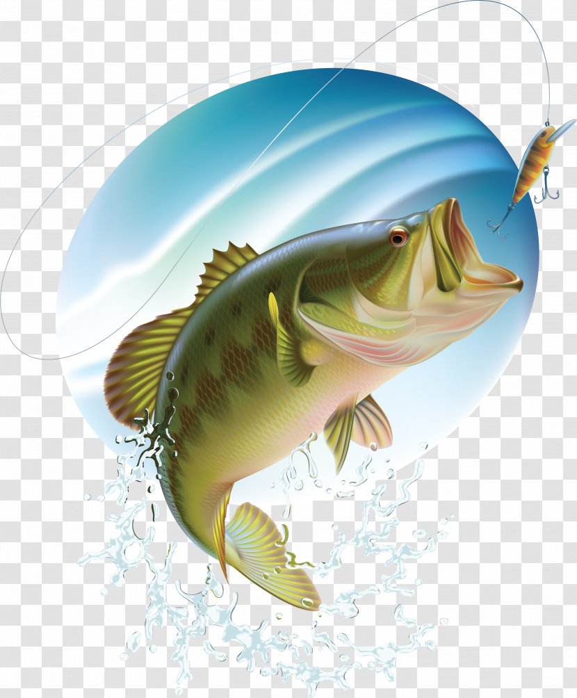 Largemouth Bass Fishing Transparent PNG