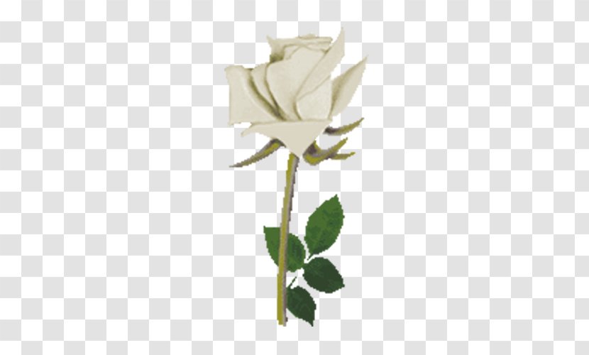Beach Rose Flower Rosa Multiflora - White Flowers Transparent PNG