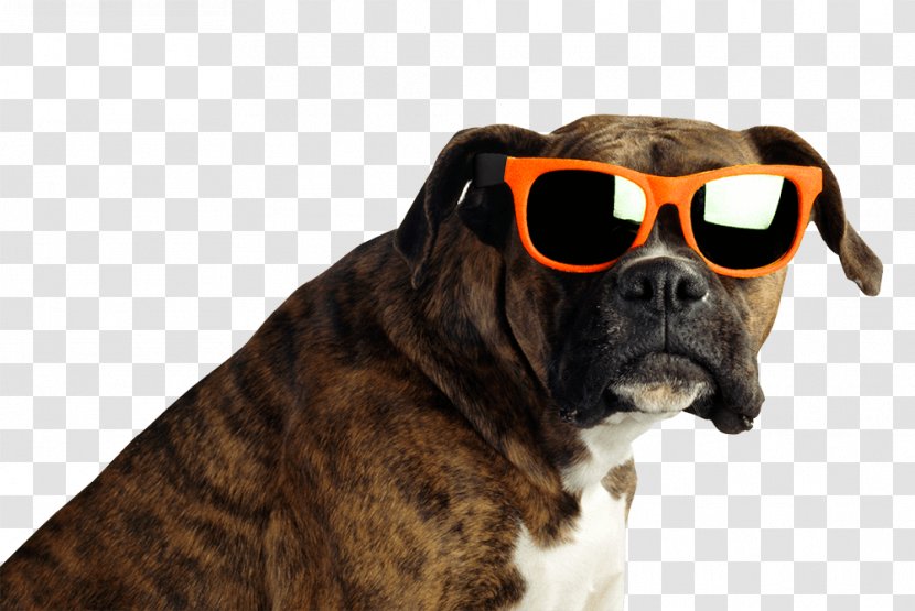 Boxer Stock Photography Brindle Veterinarian Sunglasses - Dog Houses - Wearing Puppy Transparent PNG