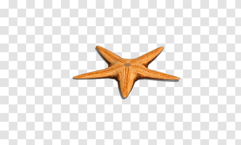 Yellow Sea Starfish Euclidean Vector Gratis - Resource - Single Transparent PNG