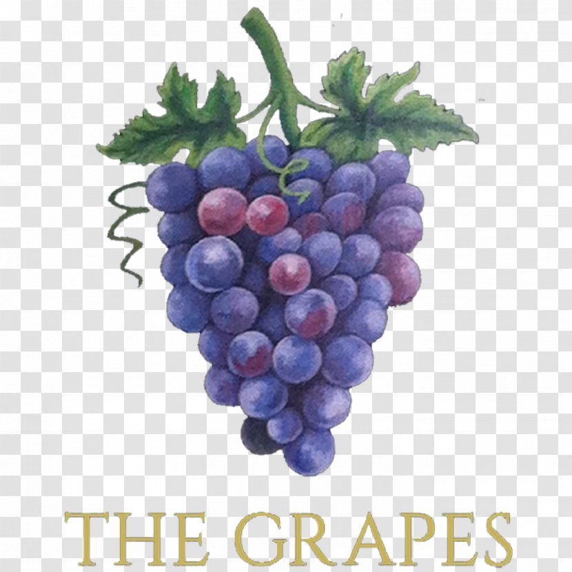 Common Grape Vine Wine Grapes Sultana Transparent PNG