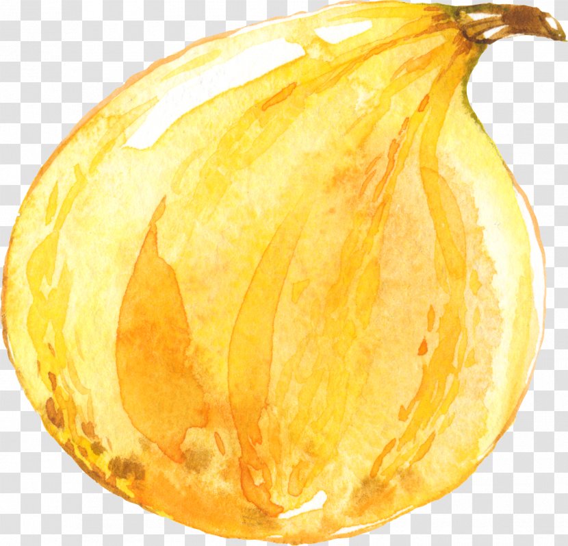 Calabaza Google Images Designer Download - Pumpkin - Golden Autumn Squash Transparent PNG