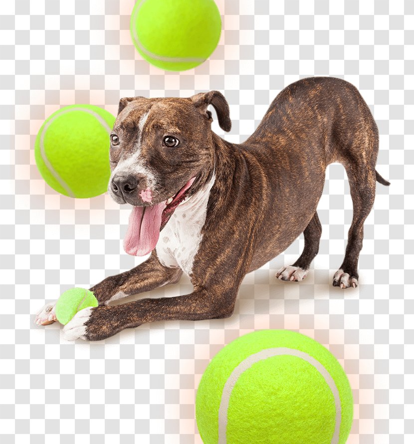 Dog Breed Puppy Pet Sitting Training Transparent PNG