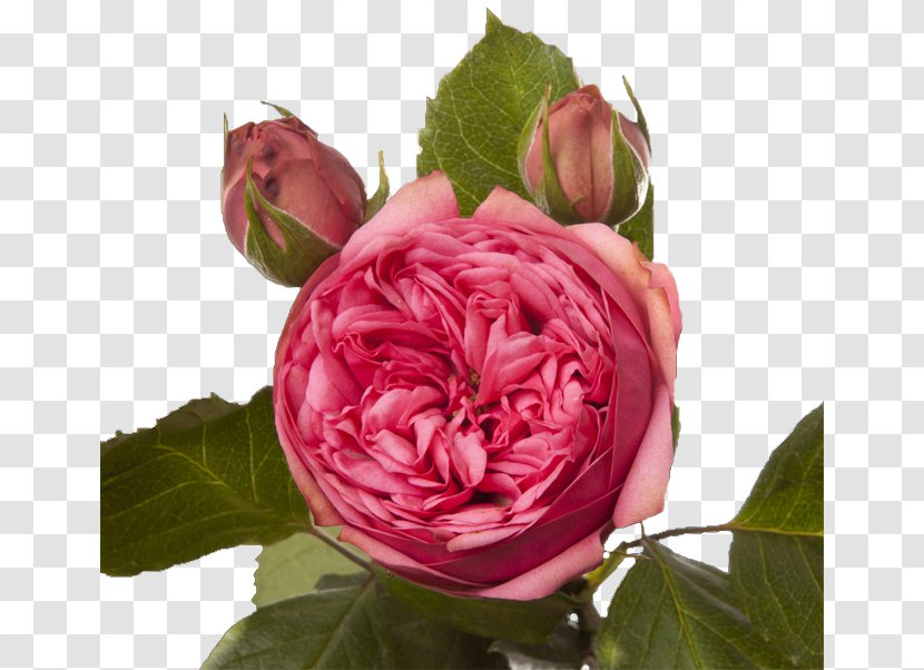 Garden Roses Cabbage Rose French Floribunda - Alstroemeria Transparent PNG